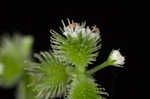 Canadian blacksnakeroot